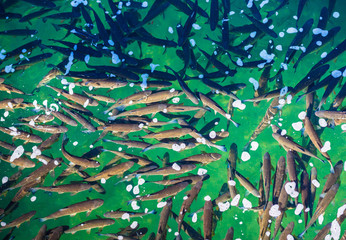 Fish in the pond