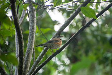 bird