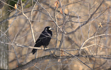 crow on a branch in December