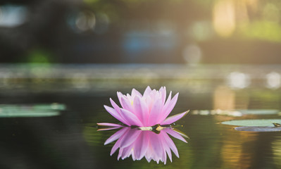beautiful lotus flower on the water after rain in garden.