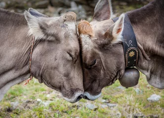 Fotobehang Cow in love © Olgierd Kajak