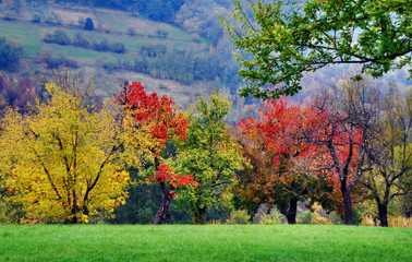autumn in the park