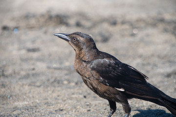 bird