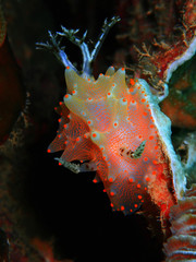 The beauty of underwater world in Sabah, Borneo.