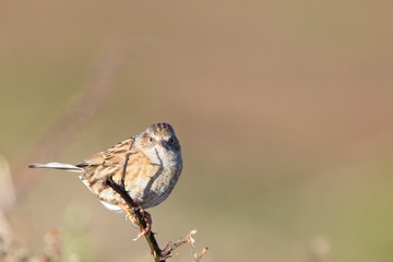 Dunnock (Prunella modularis), perched in evening light, Cornwall, England, UK.
