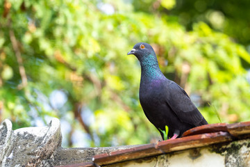 Pigeon