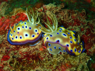 The beauty of underwater world in Sabah, Borneo.