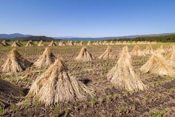 Rice Straws On Field Against Sky