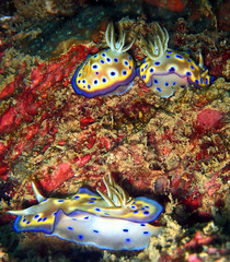 The beauty of underwater world in Sabah, Borneo.
