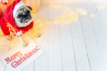 pug in santa costume sitting under christmas tree with gifts