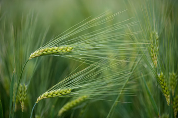 Barley grain is used for flour, barley bread, barley beer, some whiskeys, some vodkas, and animal fodder.