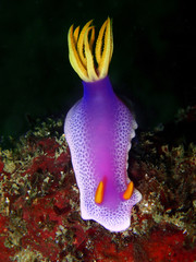 The beauty of underwater world in Sabah, Borneo.