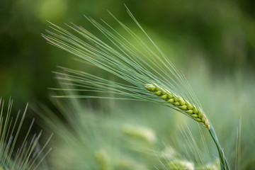Barley grain is used for flour, barley bread, barley beer, some whiskeys, some vodkas, and animal fodder.