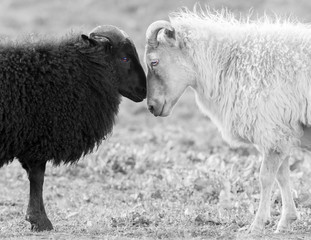 Black and white sheep on pasture