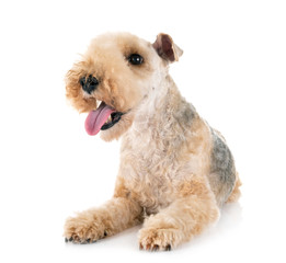 lakeland terrier in studio