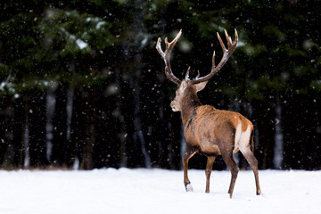 Naklejka na ściany i meble Winter wildlife landscape. Noble deer Cervus Elaphus. Back of deer in winter forest. Deer with large horns with snow