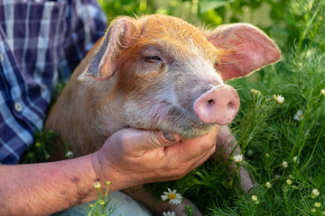 Funny male farmer in plaid shirt is bathing red piglet in pot for watering garden among blooming chamomiles. Hands close-up. Copy space. 2019 year of yellow pig. Holiday time on farm