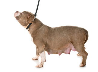 pregnant american bully in studio