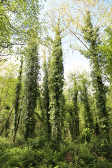 Bosque Asturiano