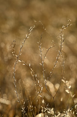 Icy glowing tips of dry stalks meadow herbs on the golden blurred background