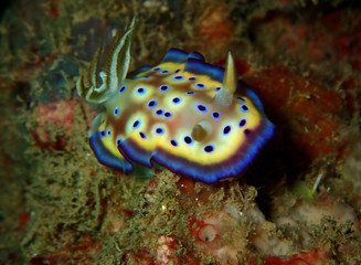 The beauty of underwater world in Sabah, Borneo.