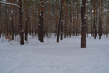 Snowy winter pine forest. Nature and many plants.