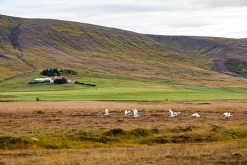 Agriculture in Iceland Europ. View of farms and fields