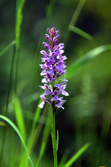 Orchidee im Ortelsbruch