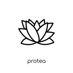 Protea icon. Trendy modern flat linear vector Protea icon on white background from thin line nature collection
