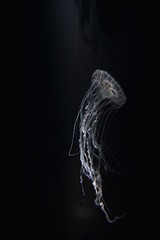 jellyfish on black background