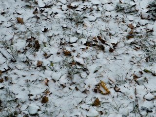 Autumn leaves are covered with the first snow.