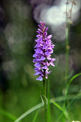 Orchidee im Ortelsbruch