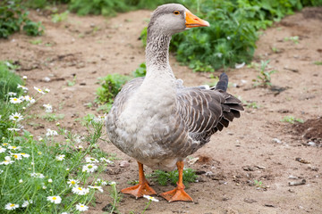 gray goose