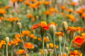 Tagetes erecta