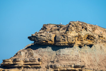 Seagulls sitting on top of a cliff against a blue sky with white clouds