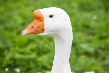 white goose head closeup