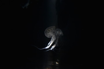 jellyfish in the water