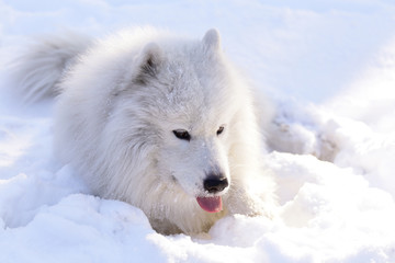 Beautiful dog Samoyed in the forest in the park on the snow