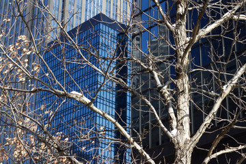 City landscape in winter with modern buildings and snow iced birch trees