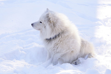 Beautiful dog Samoyed in the forest in the park on the snow