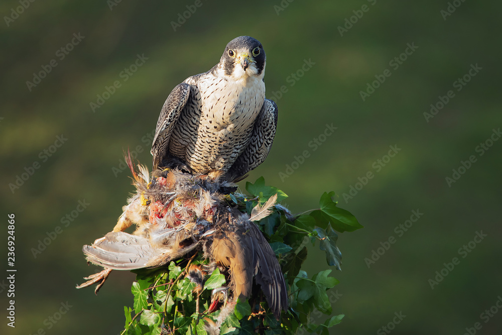 Poster A close up of a peregrine falcon perched on the top of a post with a half eaten red legged partridge and staring forward