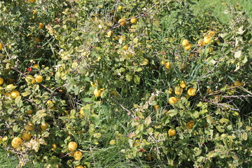 field of yellow flowers