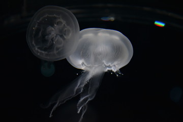 jellyfish in water