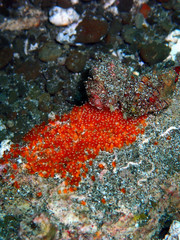 The beauty of underwater world in Sabah, Borneo.