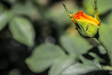 Natural floral background. Multi-colored roses and daisies. Red and yellow. Summer in the garden. Cute and fresh picture with buds and flowering plants.