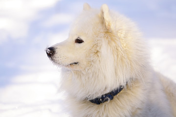Beautiful dog Samoyed in the forest in the park on the snow