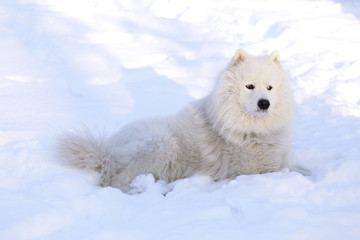 Beautiful dog Samoyed in the forest in the park on the snow