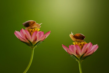 Snails on flower