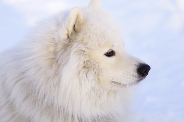 Fototapeta premium Beautiful dog Samoyed in the forest in the park on the snow