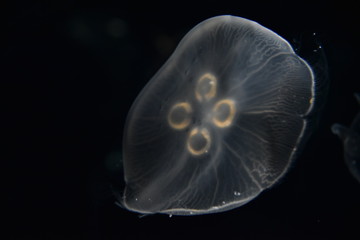 jellyfish